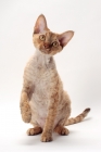 Picture of Devon Rex one leg up, chocolate mackerel torbie colour