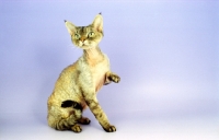 Picture of Devon Rex, silver tortie tabby