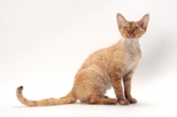 Picture of Devon Rex sitting in Studio, chocolate mackerel torbie colour