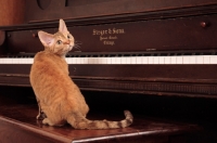 Picture of Devon Rex sitting on piano stool