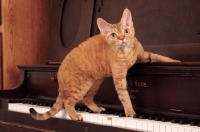 Picture of Devon Rex standing on piano