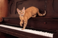 Picture of Devon Rex standing on piano