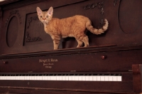 Picture of Devon Rex standing on piano