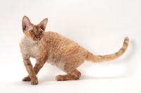 Picture of Devon Rex turning in Studio, chocolate mackerel torbie colour