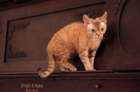 Picture of Devon Rex walking on the ridge of a piano