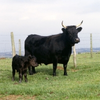 Picture of dexter cow and calf