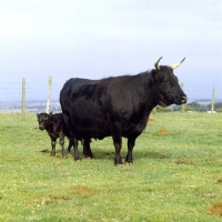 Picture of dexter cow and calf