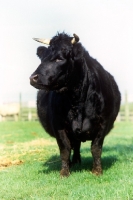 Picture of dexter cow front view