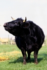 Picture of dexter cow mooing