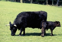 Picture of dexter cow with calf