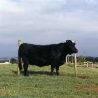 Picture of dexter cow