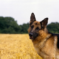 Picture of dick di quattroville,  german shepherd dog portrait