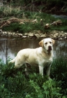 Picture of dickendall's mr mister, labrador standing near river