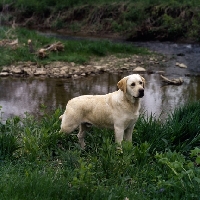 Picture of dickendall's mr mister, labrador standing near river