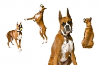 Picture of different shots of the same Boxer dog