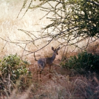 Picture of dik-dik amongst greenery , samburu np