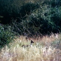 Picture of dik-dik hiding in long grass, samburu np