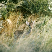 Picture of dik-dik in long grass samburu np