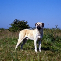 Picture of dilim ay kaplan, anatolian shepherd dog with blue sky