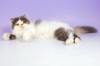 Picture of dillute tortie and white persian cat, lying down