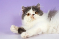 Picture of dillute tortie and white persian cat looking at camera