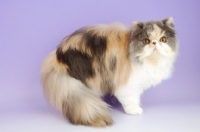Picture of dillute tortie and white persian cat, standing