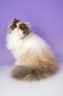 Picture of dillute tortie and white persian cat