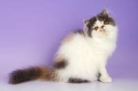 Picture of dillute tortie and white persian cat on purple background