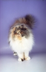 Picture of dilute Persian cat on purple background