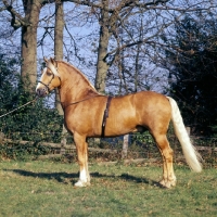 Picture of dilys golden harp welsh cob (section d) stallion