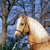 Picture of dilys golden harp,welsh cob (section d), head study