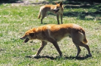 Picture of Dingo walking
