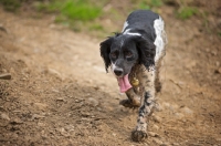 Picture of dirty English Springer Spaniel walking with tongue out