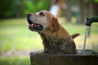 Picture of dirty yellow labrador retriever in a fountain