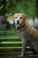 Picture of dirty yellow labrador retriever sitting on a bench