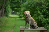 Picture of dirty yellow labrador retriever sitting on a wooden table in a forest scenery
