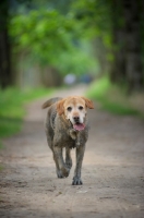 Picture of dirty yellow labrador retriever walling on a beautiful path in the woods
