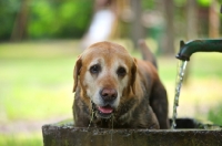 Picture of dirty yellow labrador retriever in a fountain