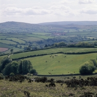 Picture of distant shot of Dartmoor ponies in field with moor behind