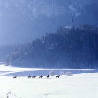 Picture of distant view of Haflinger ponies and riders in snow, Austria
