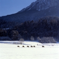 Picture of distant view of Haflingers and riders at Ebbs Austria