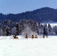 Picture of distant view of Haflingers and riders at Ebbs Austria