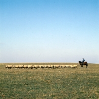 Picture of distant view of Hungarian Horse and csikÃ³ rounding up sheep on Hortobagyi Puszta
