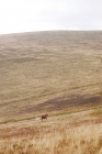 Picture of distant welsh mountain pony in Llanllechid Mountains, Wales