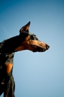 Picture of Doberman against blue sky