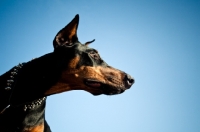 Picture of Doberman against blue sky