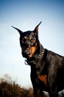 Picture of Doberman against blue sky