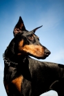 Picture of Doberman against blue sky