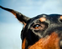 Picture of Doberman eye