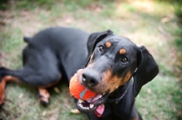 Picture of doberman holding ball in mouth